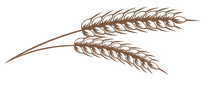 kłos